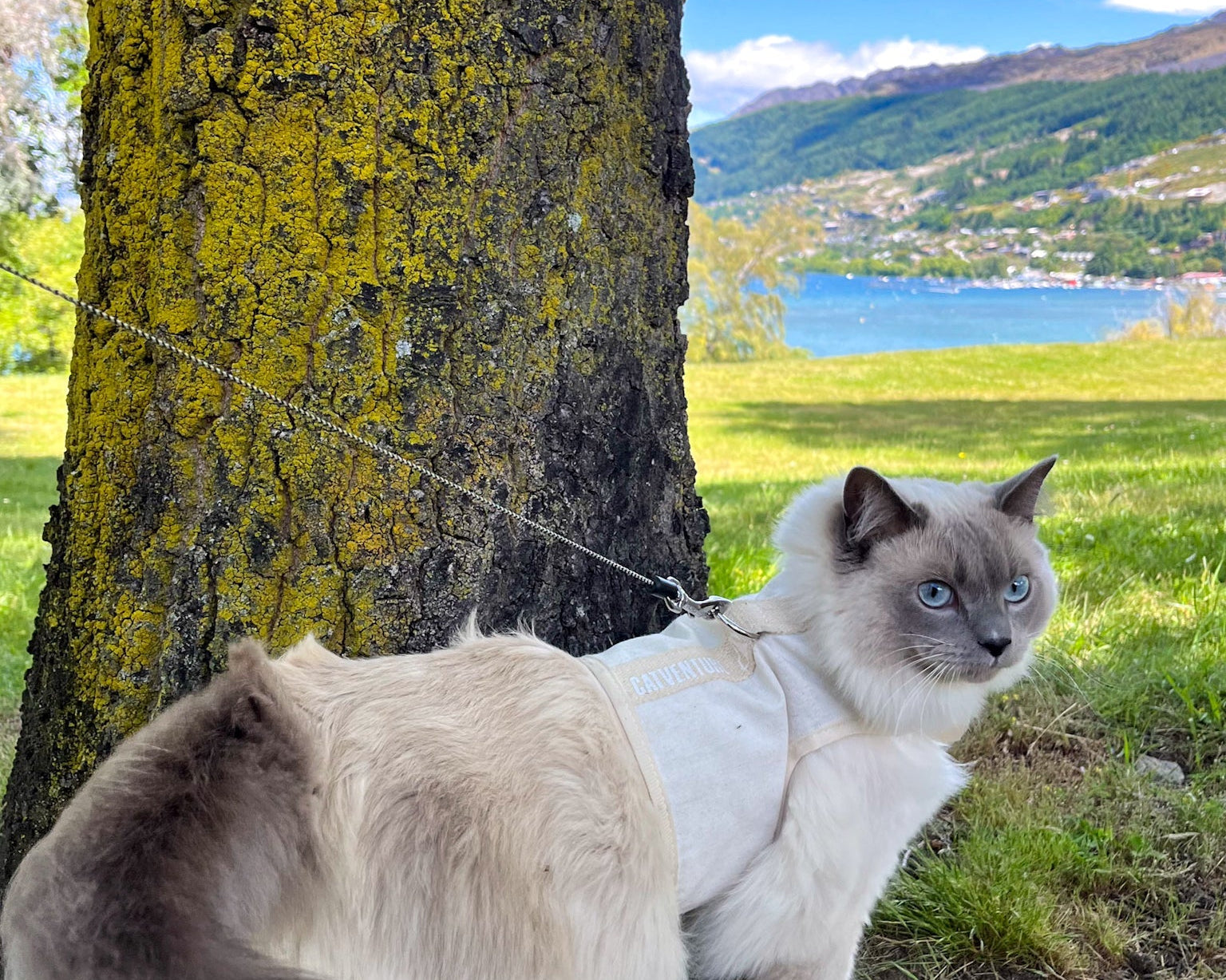 Cat Harness Training Problems: Flopping, Freezing, Bunny Hopping And How To Fix Each One