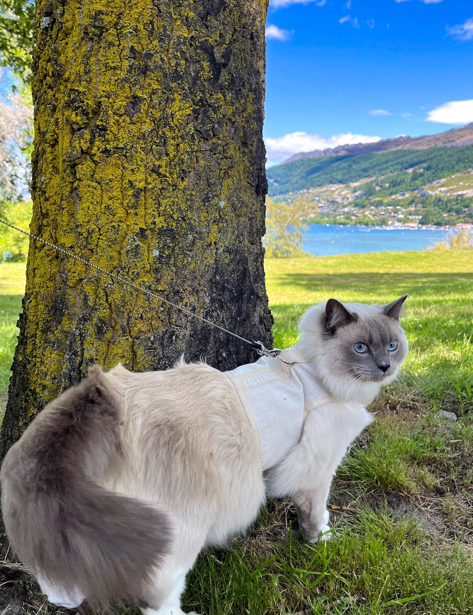 Cat Harness Training Problems: Flopping, Freezing, Bunny Hopping And How To Fix Each One