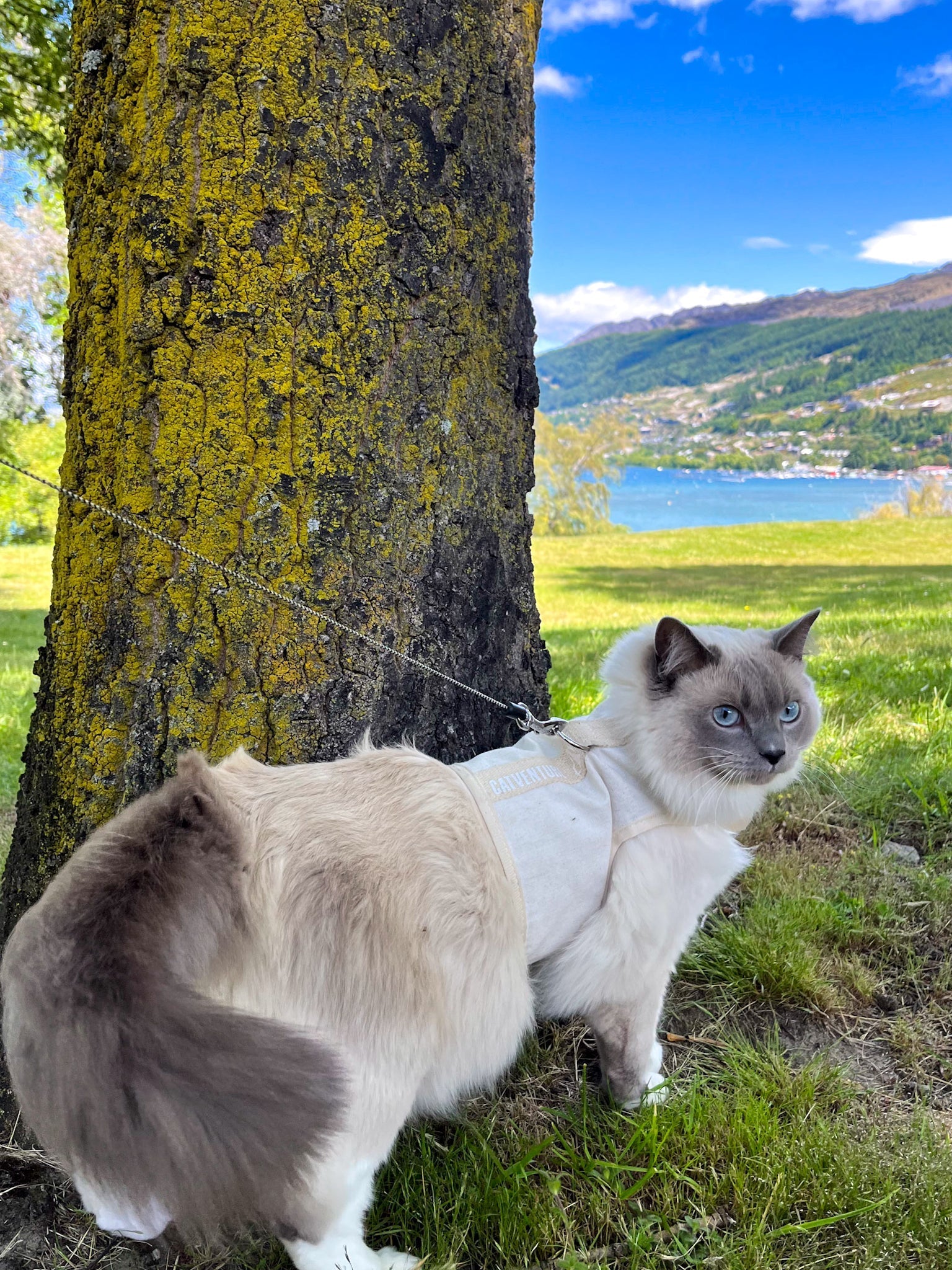 Cat Harness Training Problems: Flopping, Freezing, Bunny Hopping And How To Fix Each One