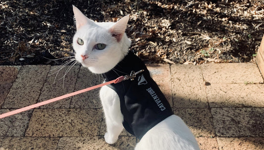 white cat in black catventure harness walking on bricks on leash