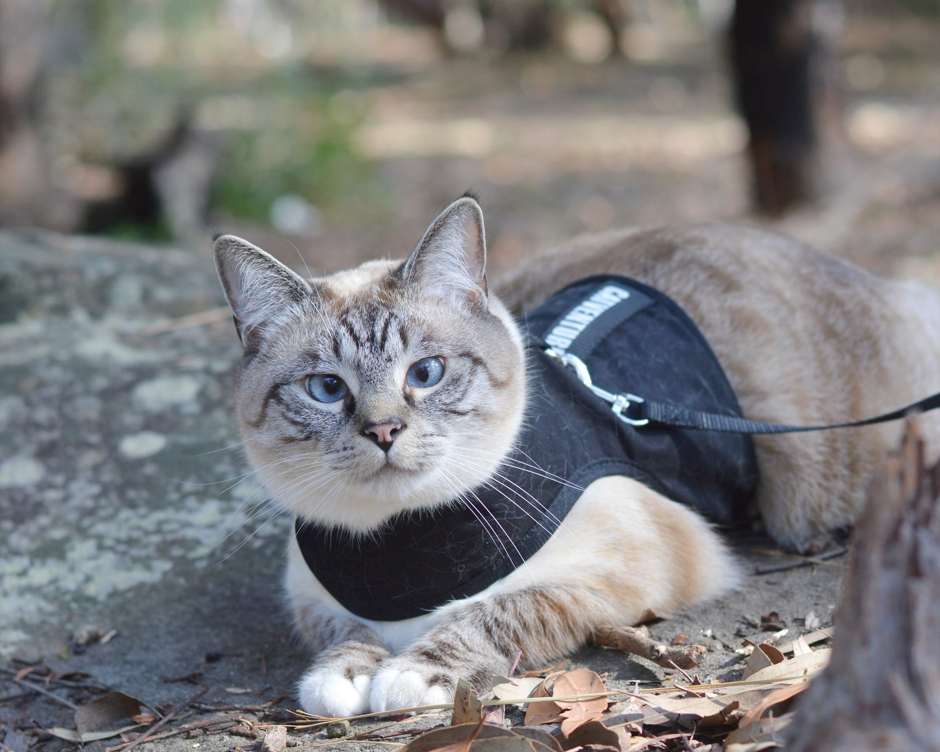 Choosing the Right Harness for Your Cat: Quality Is The Key
