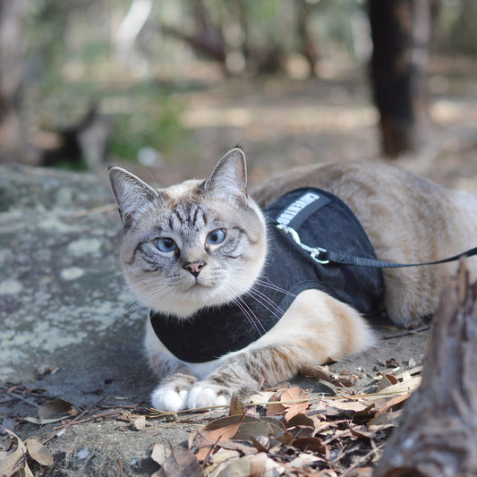 Choosing the Right Harness for Your Cat: Quality Is The Key