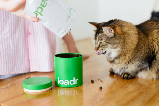 Interview with Asha Dillon, founder & CEO of Leadr Pet, a pet health and wellness brand.