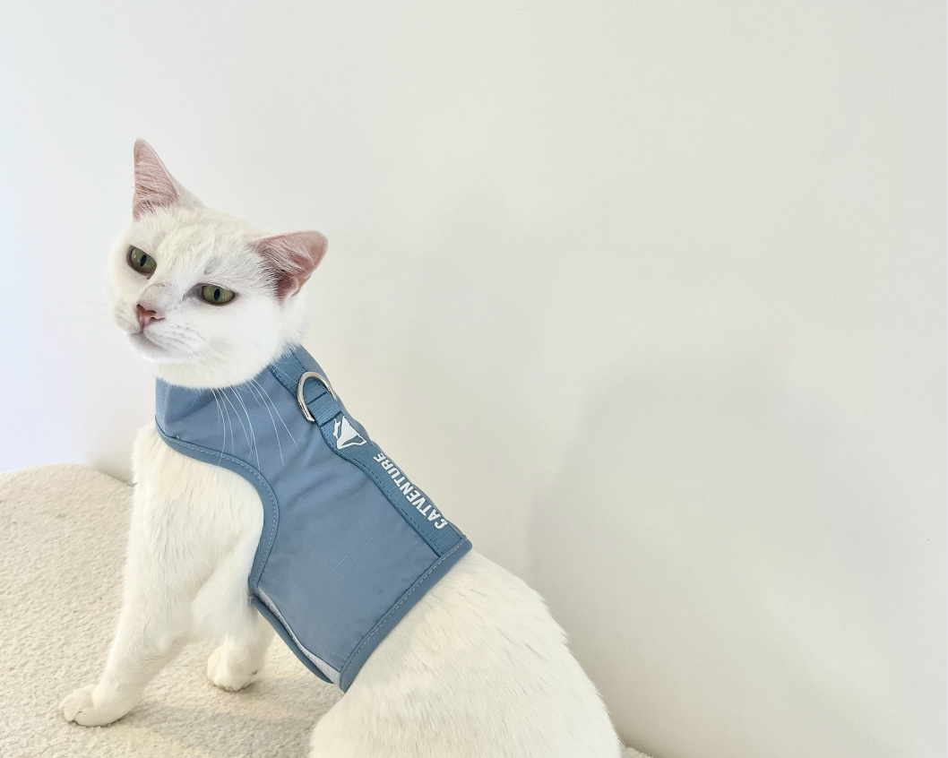 Indoor Cat Enrichment Ideas For Australian Homes