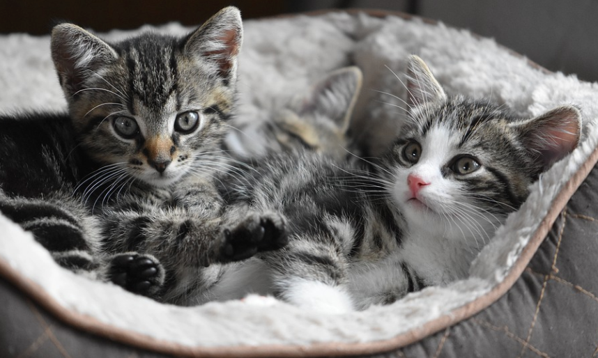 group of kittens