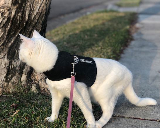 white cat in black catventure harness on sidewalk