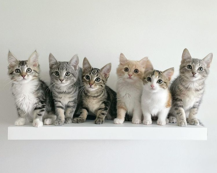 Feral vs. Stray Cats: Their Distinct Differences, Impacts and the Fight to Protect Australian Wildlife