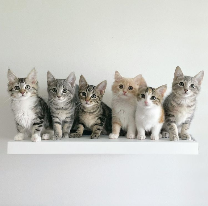 Feral vs. Stray Cats: Their Distinct Differences, Impacts and the Fight to Protect Australian Wildlife