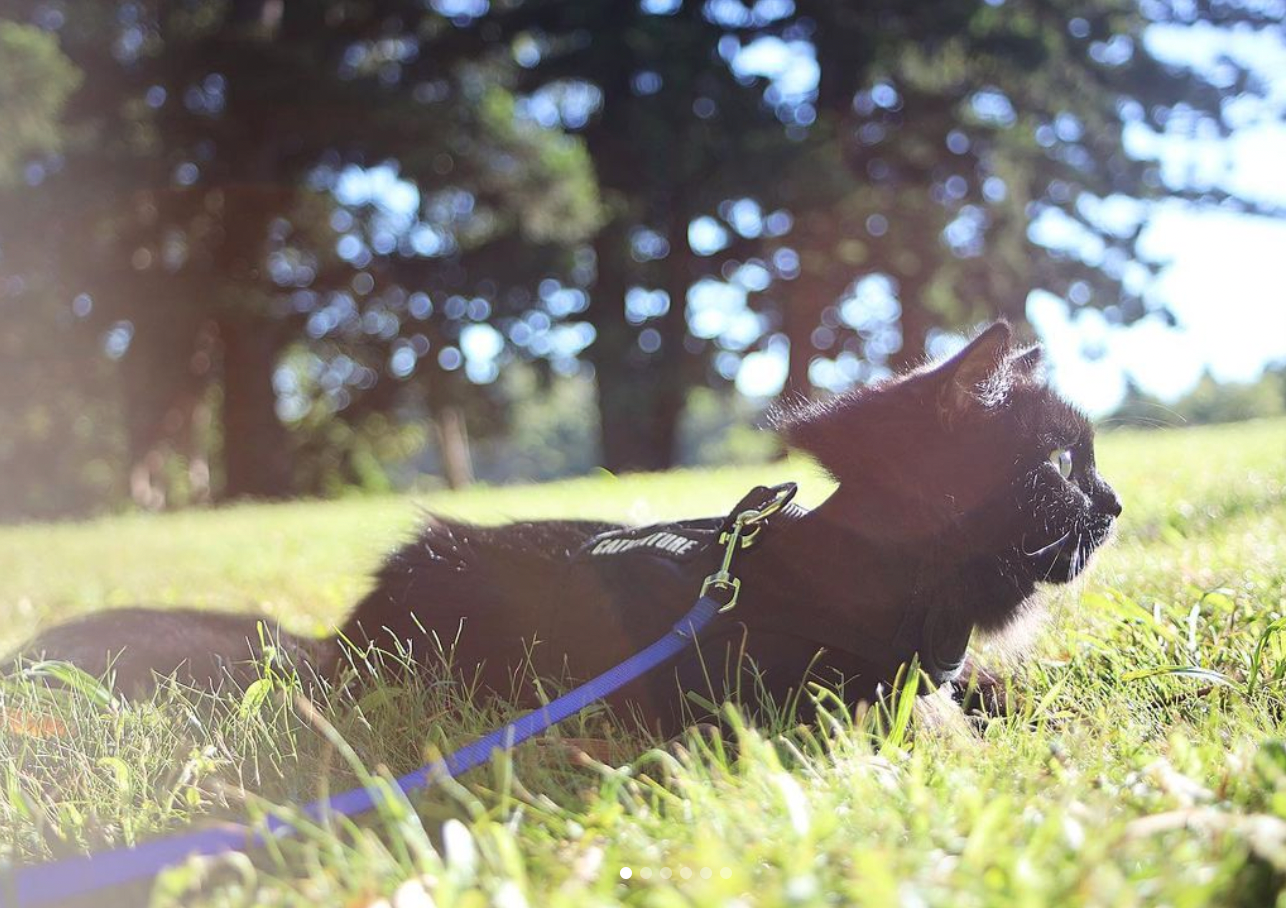 black cat in catventure black harness lying in grass at cat hotel in noosa