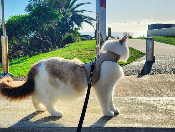 Keeping Indoor Cats Happy: The Path to Feline Fulfilment, Health, and Longevity