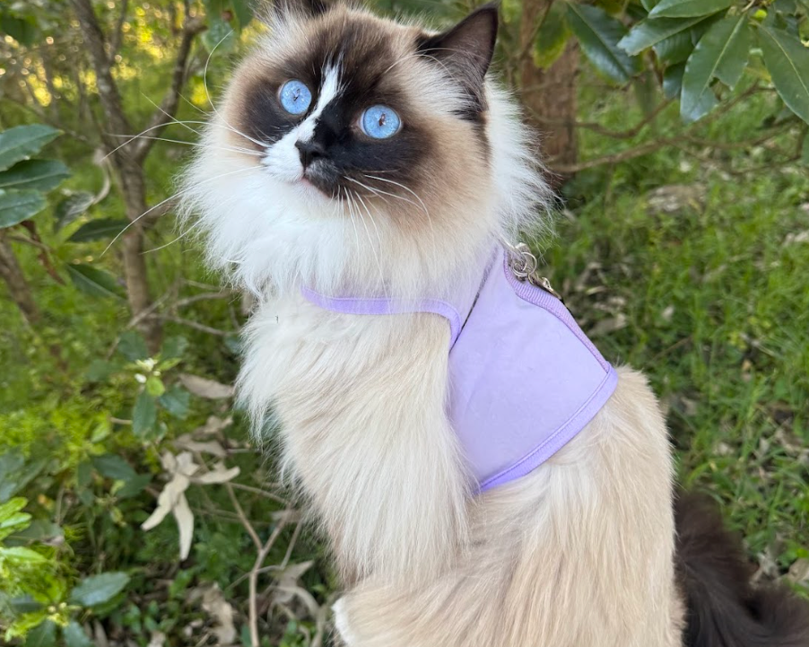 Safe Places To Explore With Your Cat In Australia: Parks, Paths And Quiet Spots