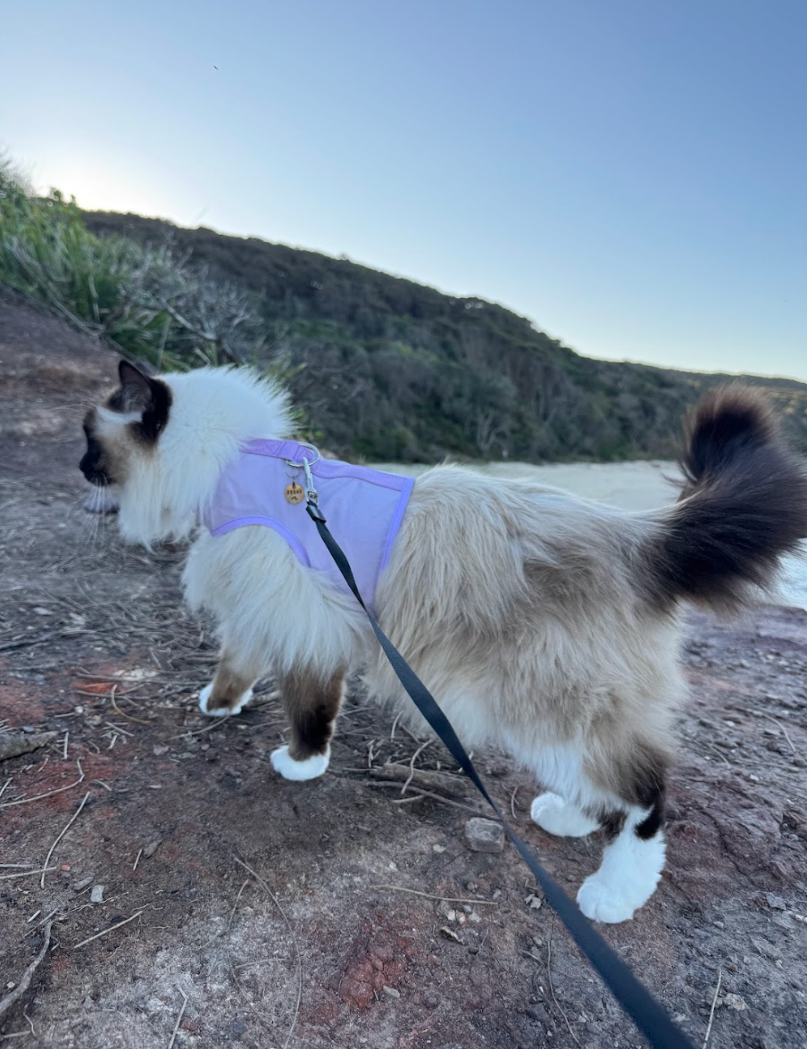 Why Harness Training Is Better Than Free Roaming For Your Cat And Local Wildlife