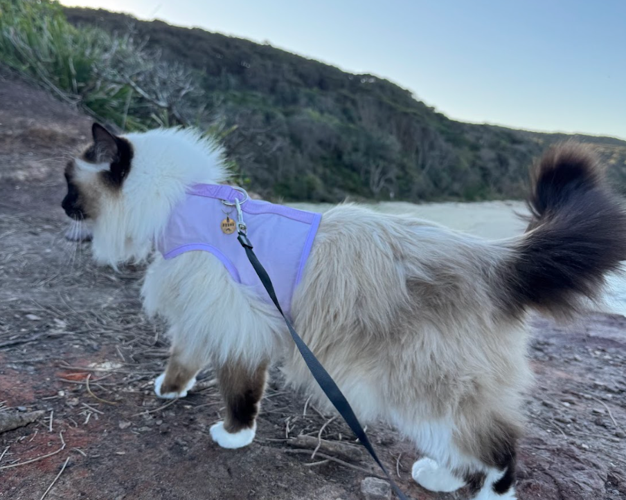 Why Harness Training Is Better Than Free Roaming For Your Cat And Local Wildlife