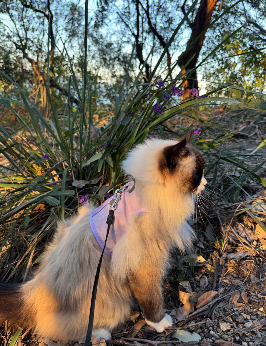 How to Train Your Cat to Wear a Harness (Without Stress Or Drama)