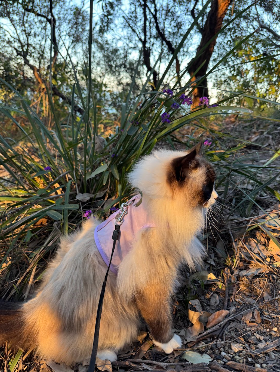 How to Train Your Cat to Wear a Harness (Without Stress Or Drama)