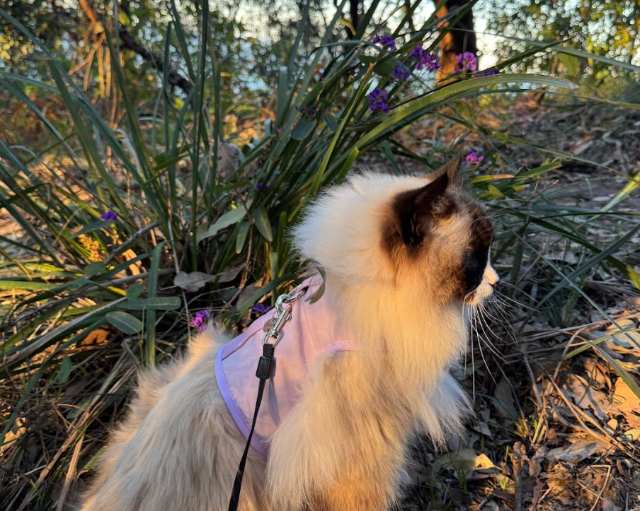 How to Train Your Cat to Wear a Harness (Without Stress Or Drama)