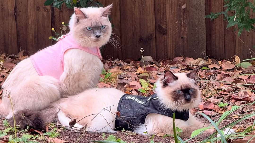 My Cat Is Scared Of The Harness: What It Means And How To Build Positive Associations