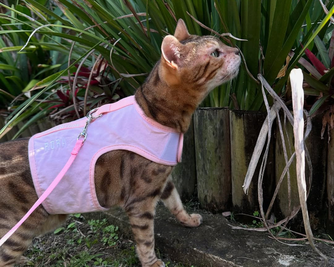 Why Cats Escape Other Styles Of Harnesses And How To Prevent It