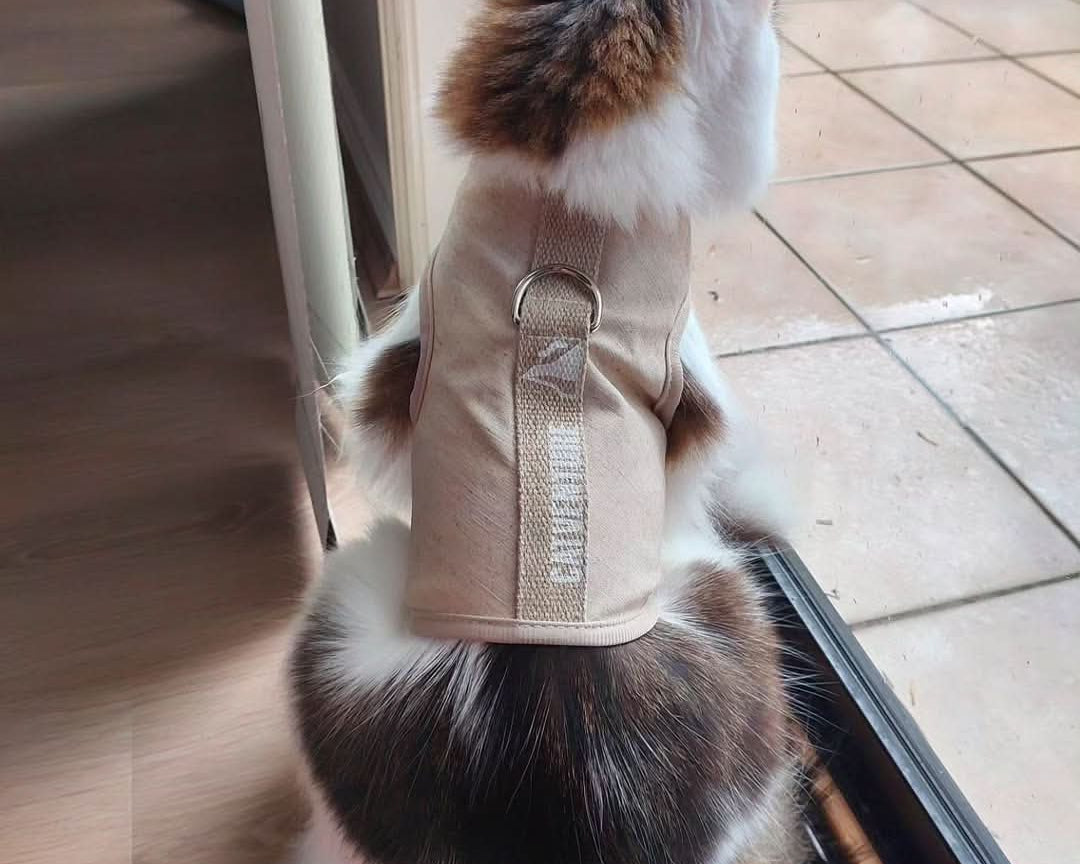 Why Supervised Outdoor Time Is The Safest And Happiest Way For Cats To Explore