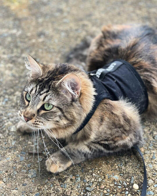 tabby cat harness