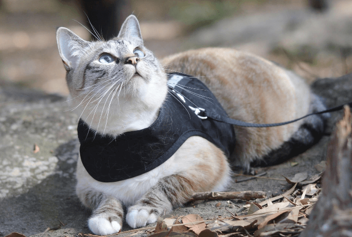 cat in harness loafing