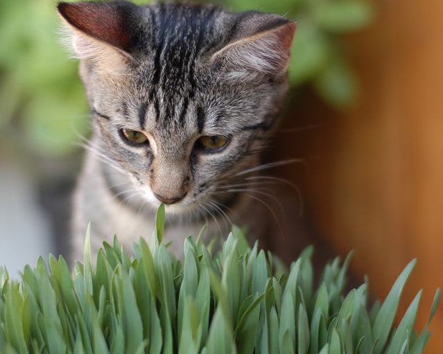 cat looking at grass wondering which Plants are Toxic To Cats In Australia