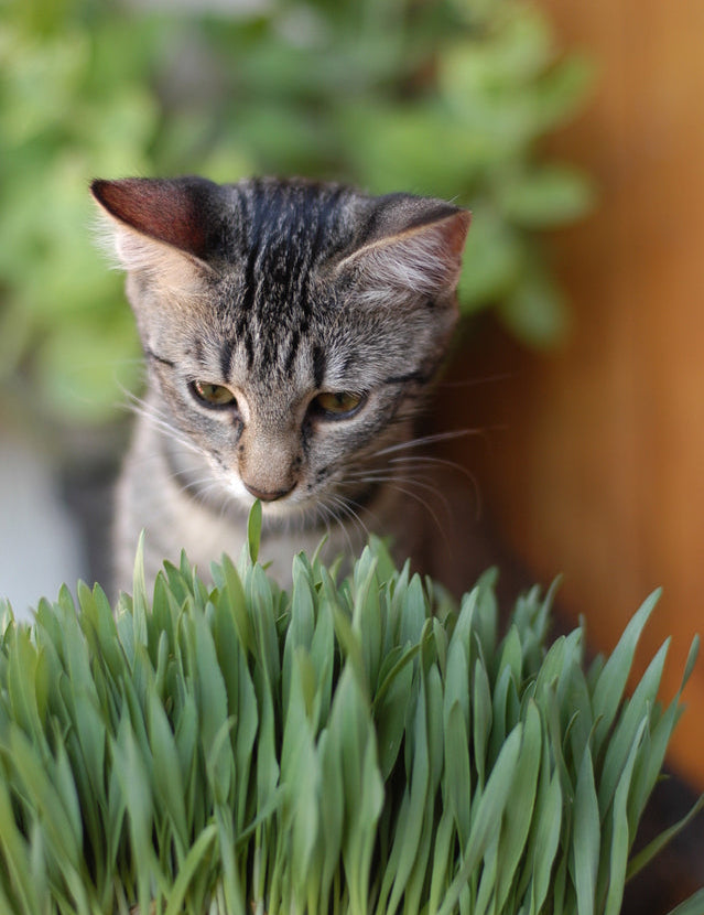 cat looking at grass wondering which Plants are Toxic To Cats In Australia