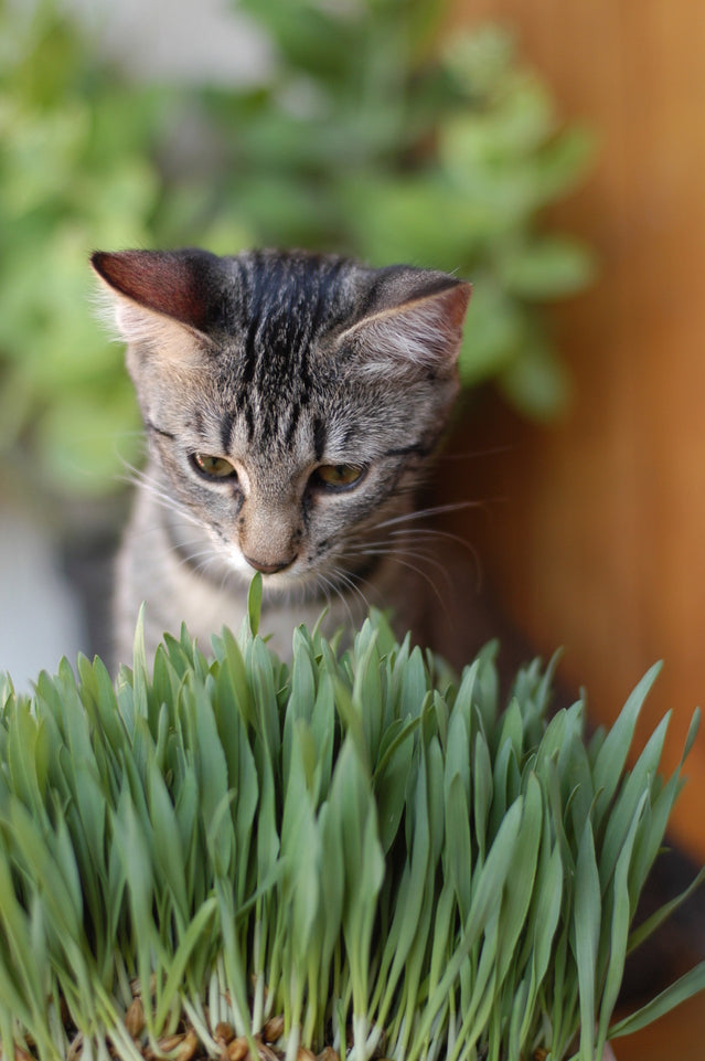 cat looking at grass wondering which Plants are Toxic To Cats In Australia
