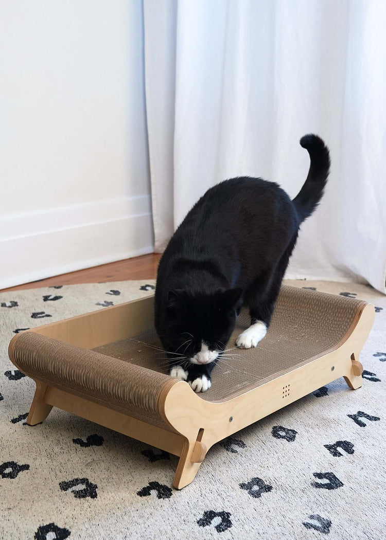 How to Stop Cats from Scratching Furniture