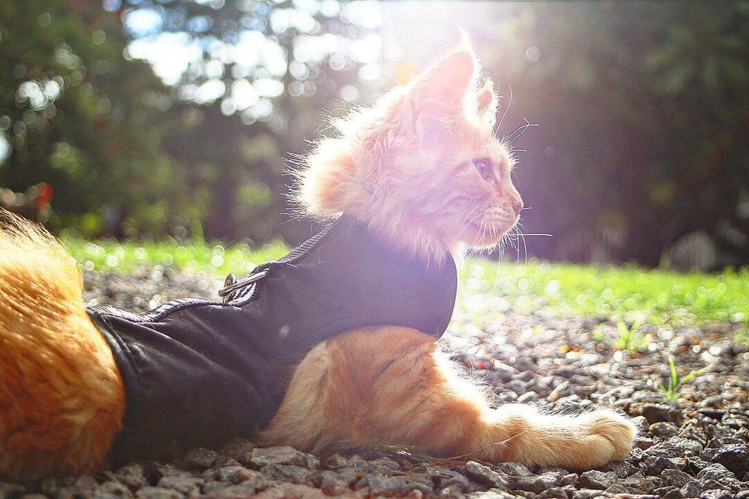 The Ultimate Guide to Feline Lifespan: Tips and Strategies for Prolonging Your Cat's Life