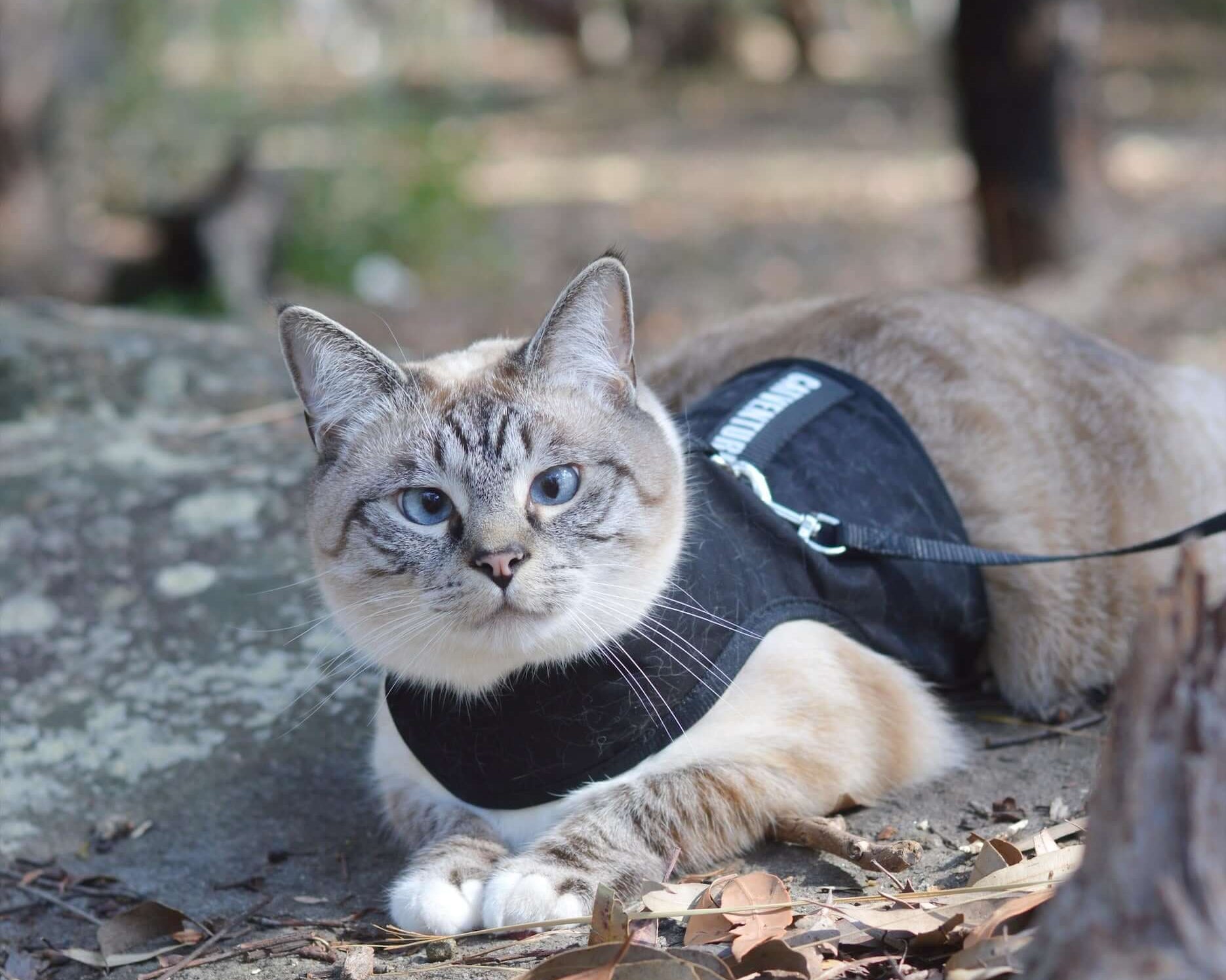 Can Cats Eat This? Human Foods That Cats Should Absolutely Not Eat and Healthy Alternatives That Are Safe to Eat
