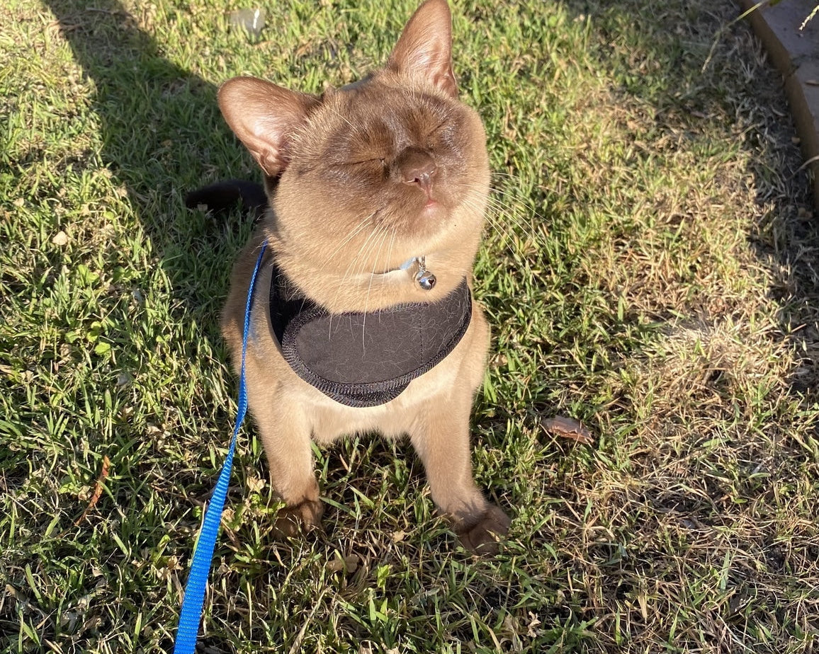 very happy cat in black cat harness on grass