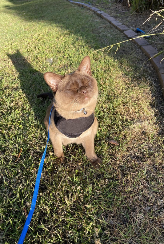 very happy cat in black cat harness on grass