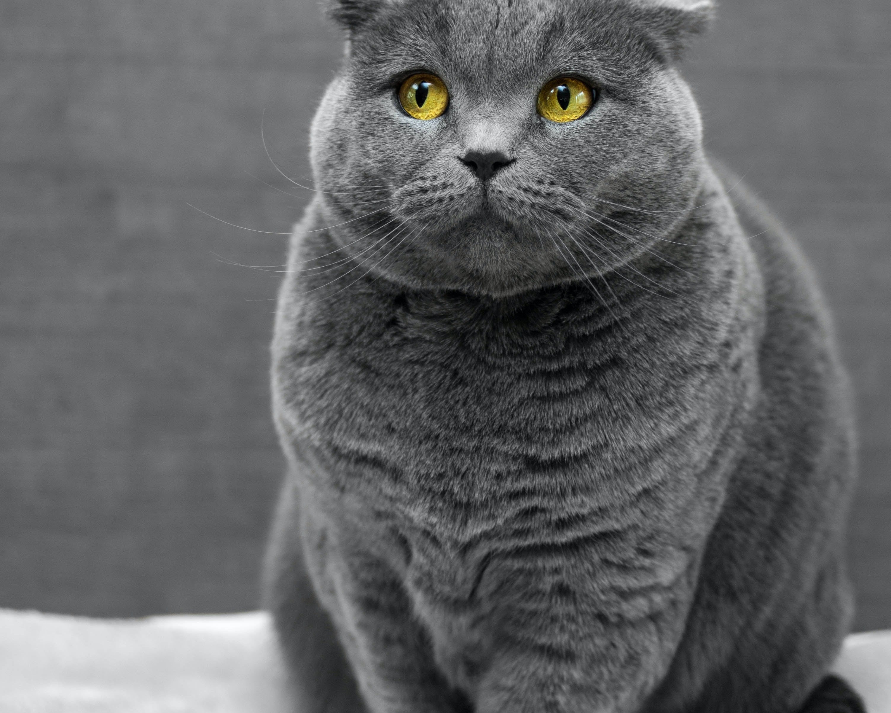 fat cat russian blue cat who needs to exercise