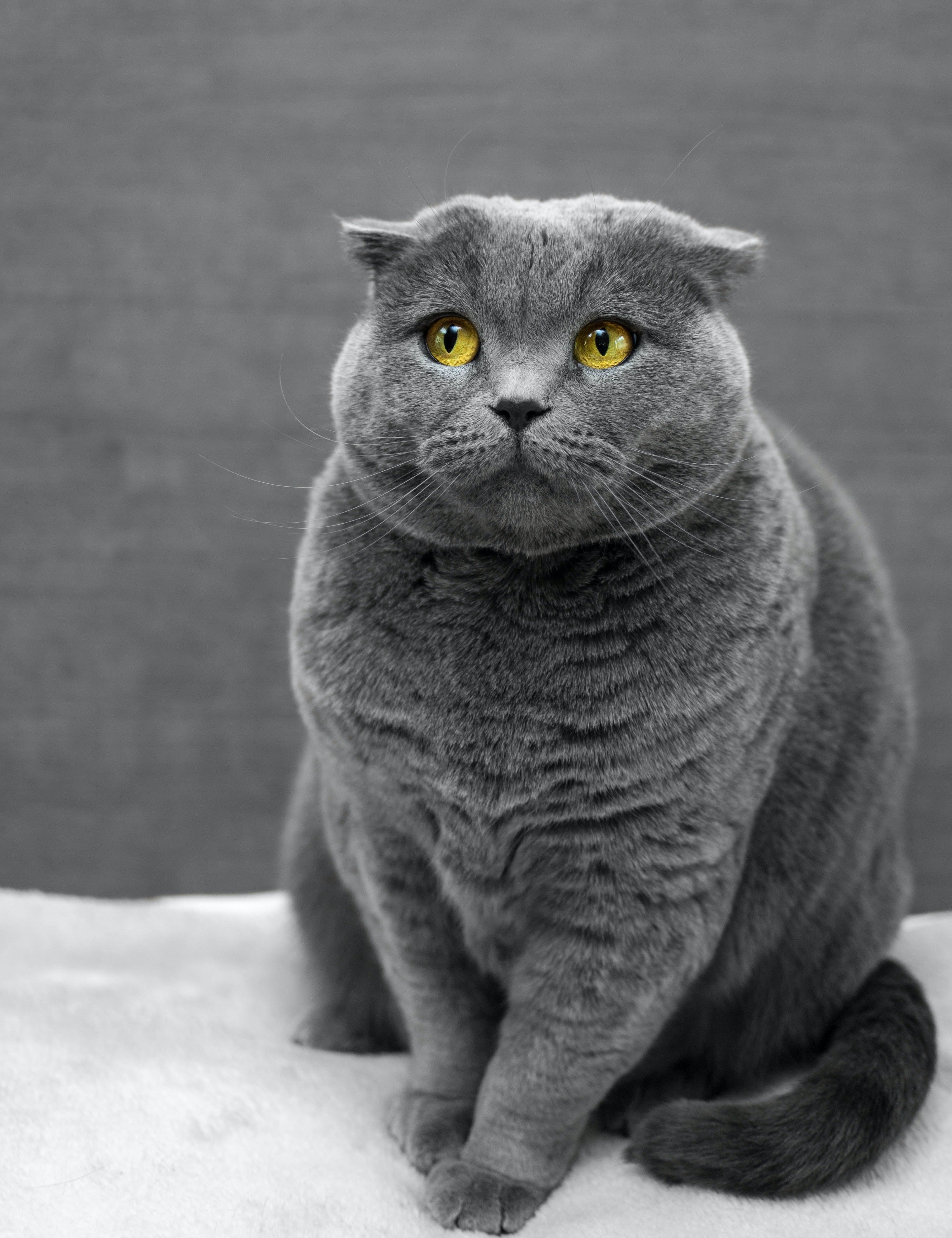 fat cat russian blue cat who needs to exercise
