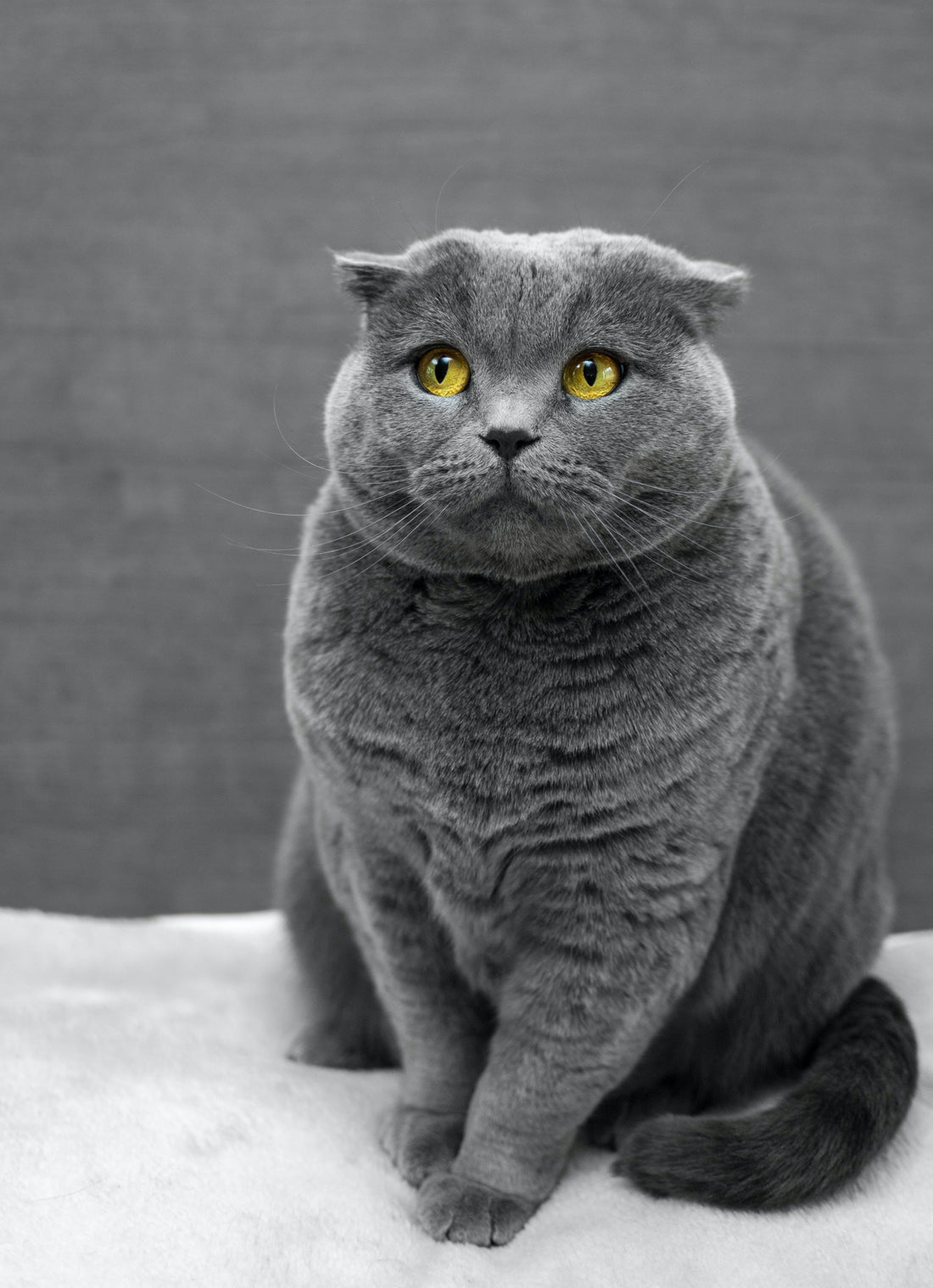 fat cat russian blue cat who needs to exercise