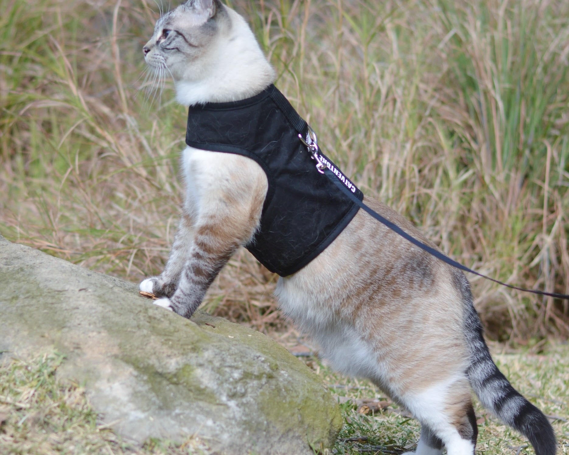cool cat in black catventure harness front paws on rock
