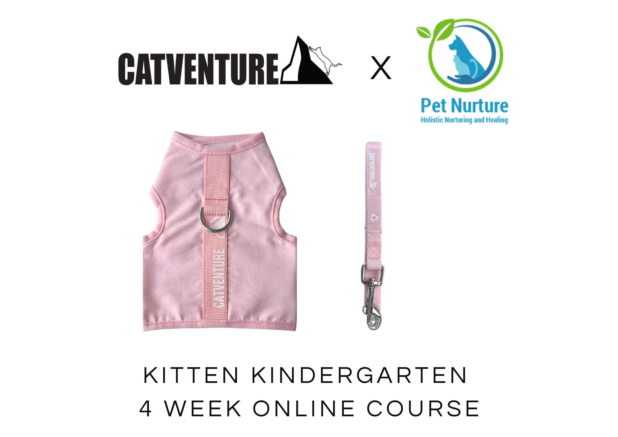 Kitten Kindergarten 4 Week Online Course