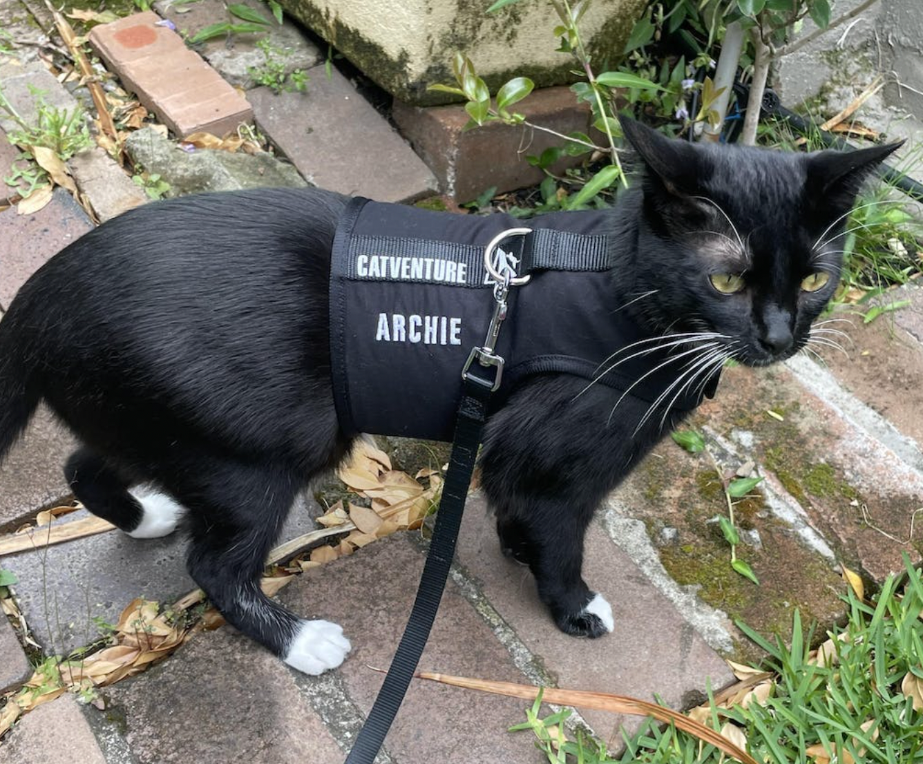 Catventure - Escape Proof Cat Harness - Black
