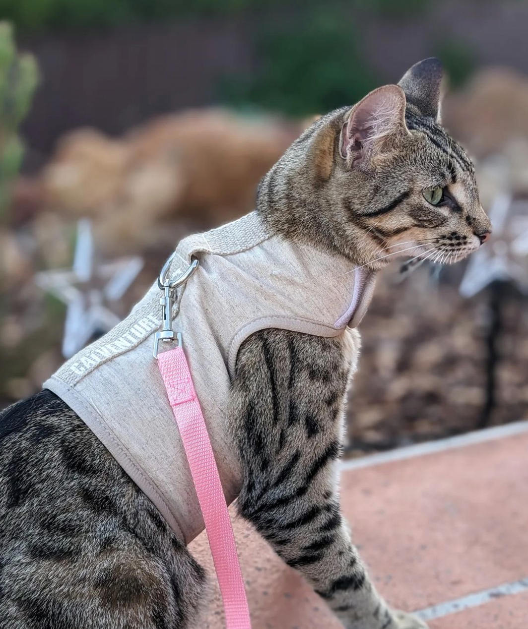 Escape proof cat harness australia best sale
