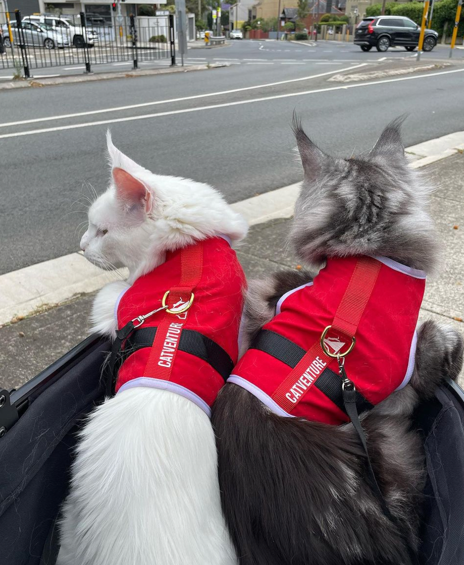 The 'Santa Claws' Christmas Catventure Escape Proof Cat Harness (Limited Edition)