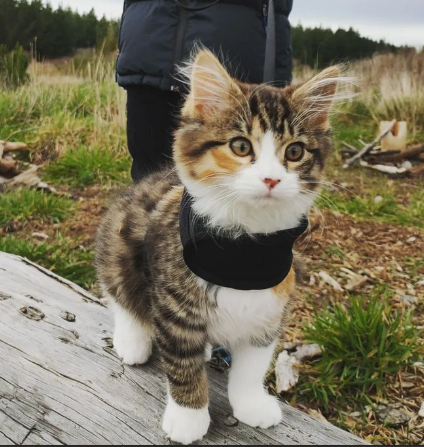 Cat top harness wilko