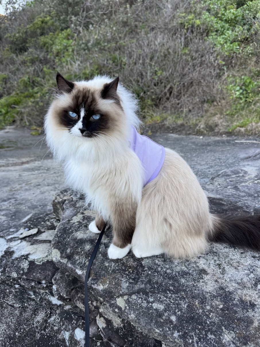 Catventure - Escape Proof Cat Harness - Lilac