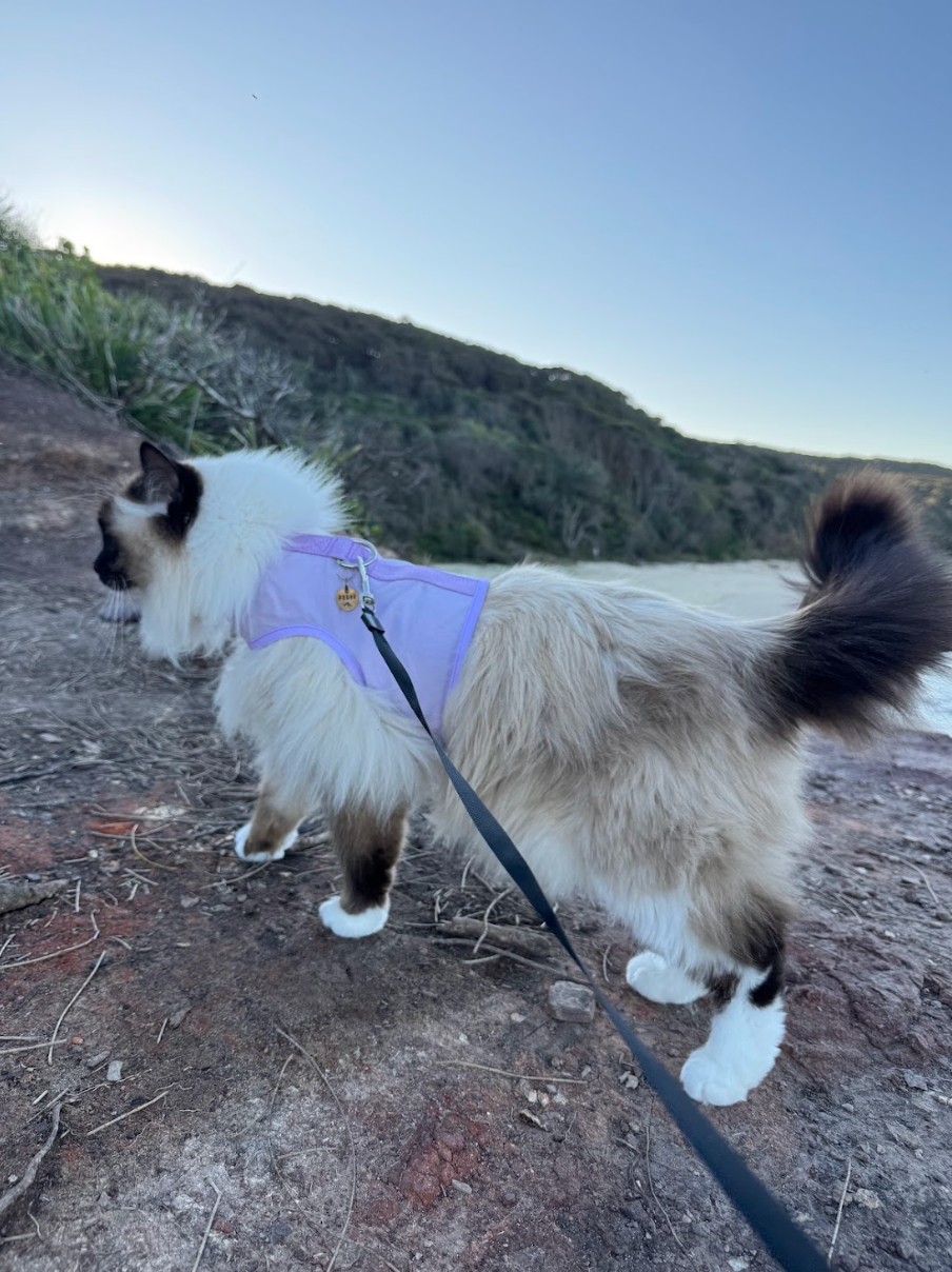 Catventure - Escape Proof Cat Harness - Lilac