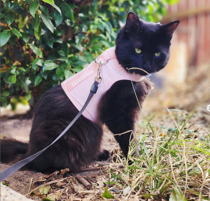 Black cat in pink Catventure harness calmly exploring outside