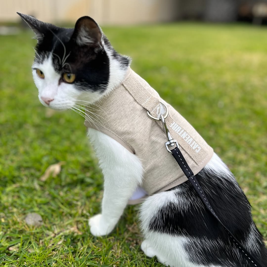 Retractable Catventure Cat Leash (5m) Black – Cat Harness Australia