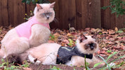 Catventure - Escape Proof Cat Harness - Pink