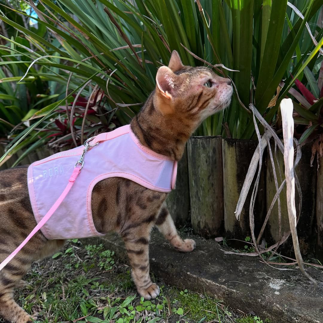 Catventure Escape Proof Cat Harness Pink - Main Image