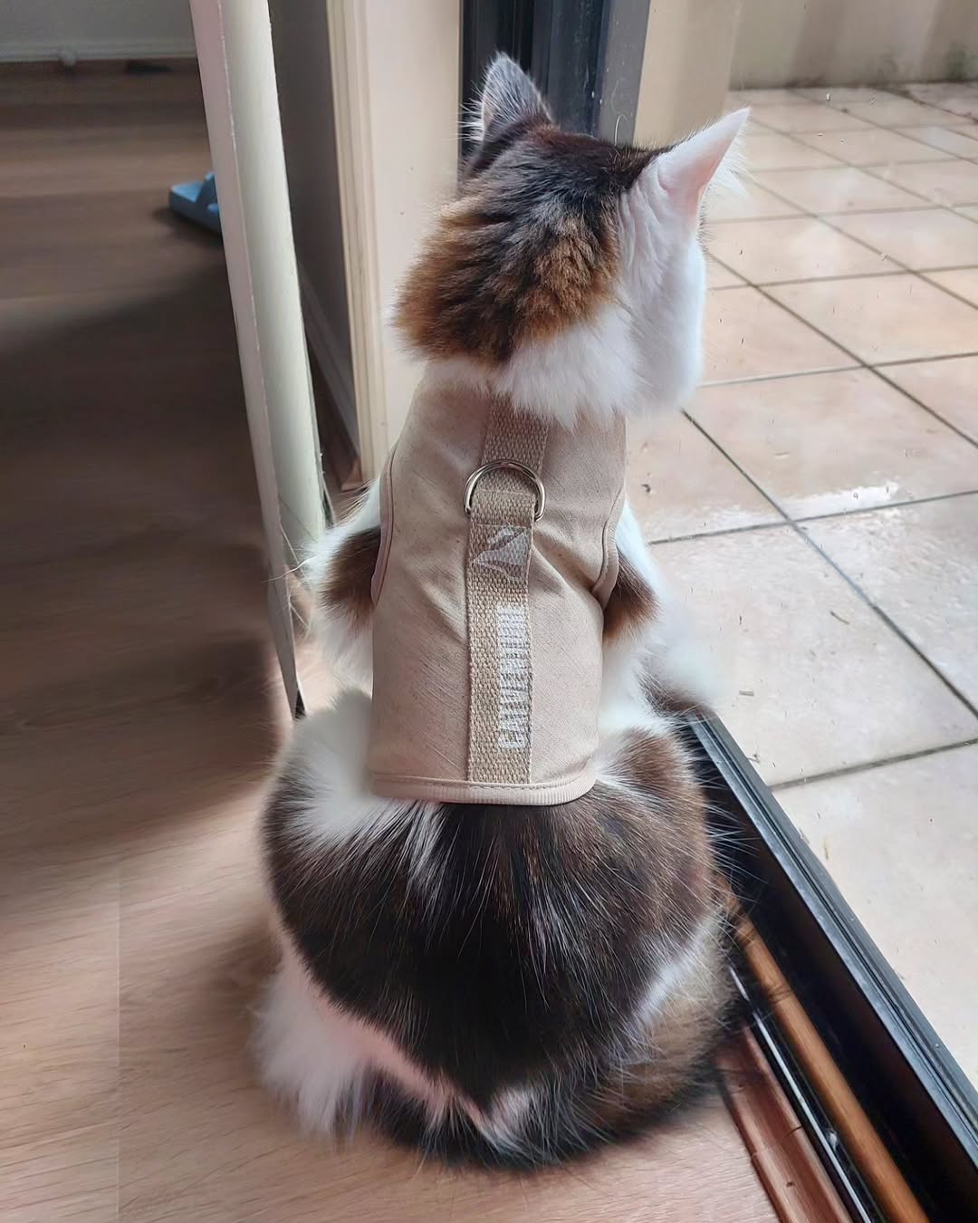 Catventure - Escape Proof Cat Harness - Natural