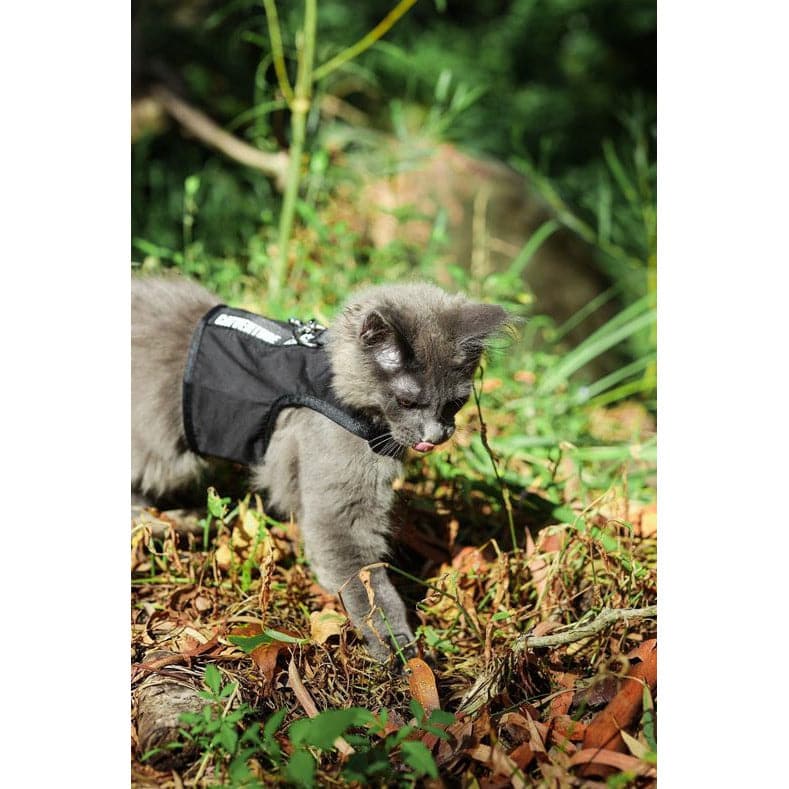Maine coon in Black Catventure escape proof kitten harness